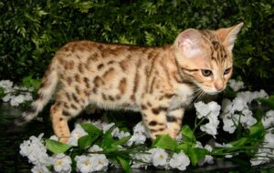 F2 Bengal kittens 