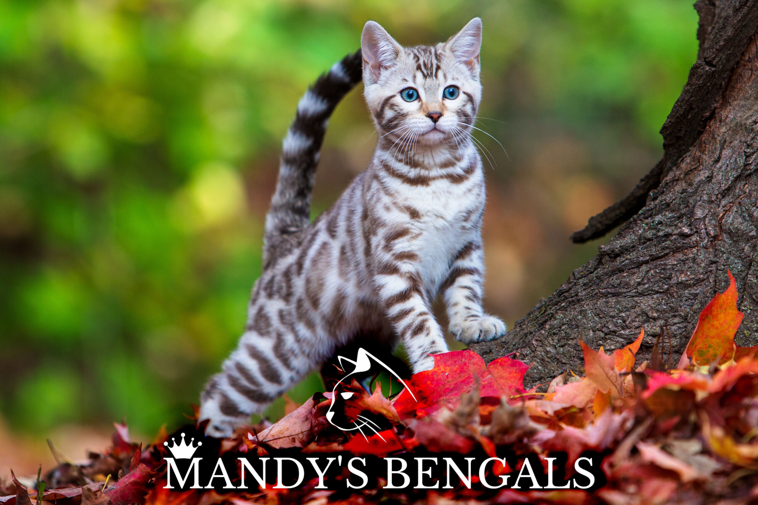 Mandys_Bengals
