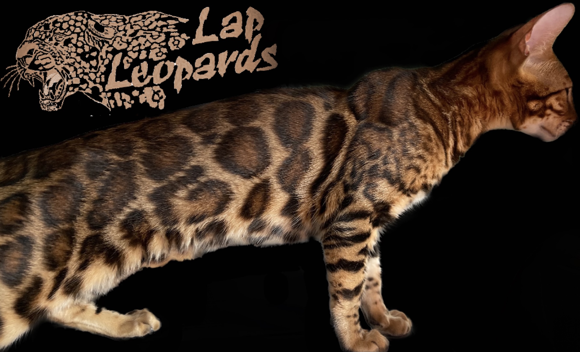 Lap Leopard Bengals