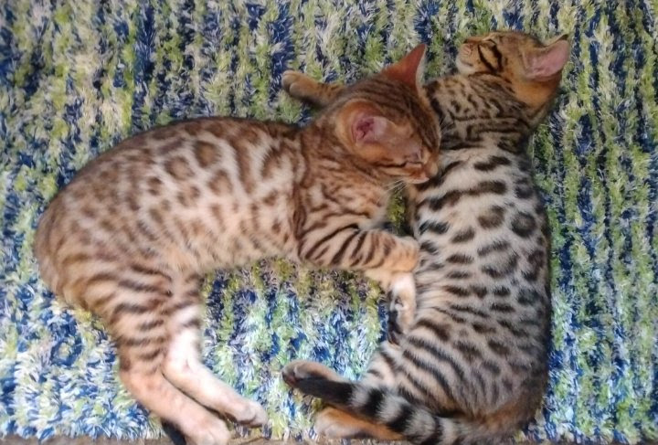 Tygee Family Bengals