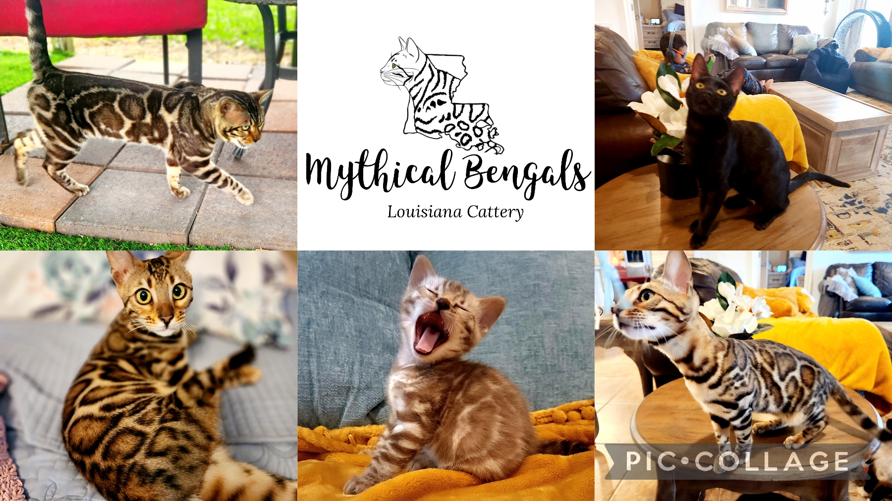 Mythical Bengals