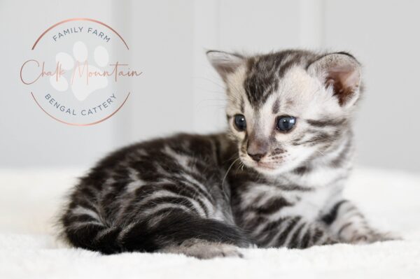 Kitten for sale in texas pure bred bengal