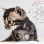 Marbled black and brown Bengal kitten for sale in Texas