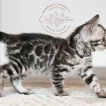 Show quality silver clouded bengal kitten for sale in texas