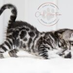 Silver bengal for sale in texas with black rosettes