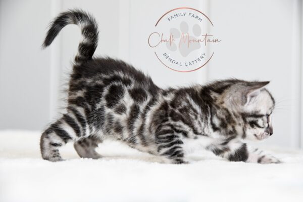 Silver bengal for sale in texas with black rosettes