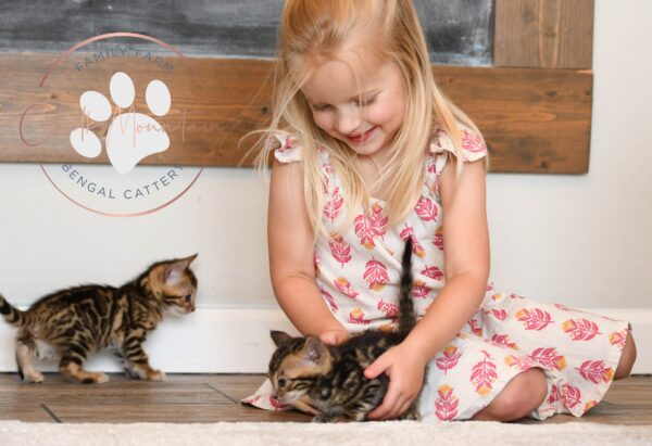 Child playing with bengal kitten with brown rosetted markings