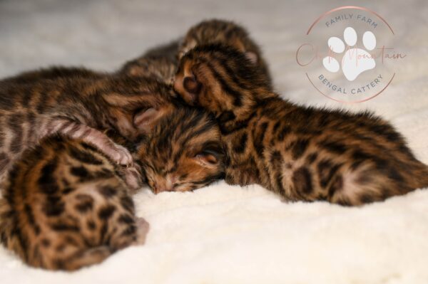 Brown bengal cats for sale in texas