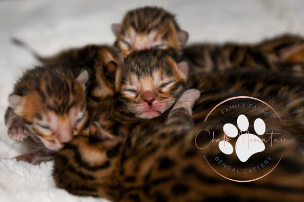 Cute bengal kitten faces with brown markings