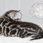 Bengal kitten with silver and black markings for sale in texas