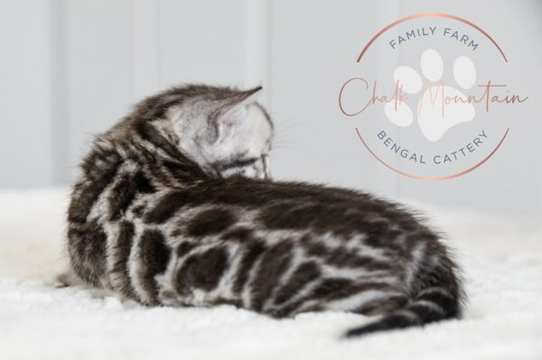 Bengal kitten with silver and black markings for sale in texas