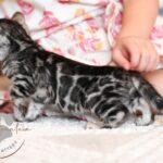 Silver rosetted bengal kitten playing with child in texas