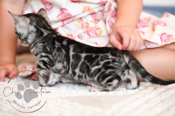 Silver rosetted bengal kitten playing with child in texas