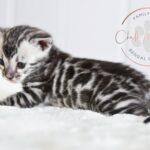 Bengal kitten with silver and black markings