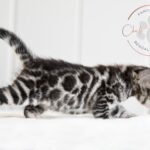 Bengal kitten cute picture stretching show quality