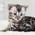 Clouded silver bengal for sale in texas houston