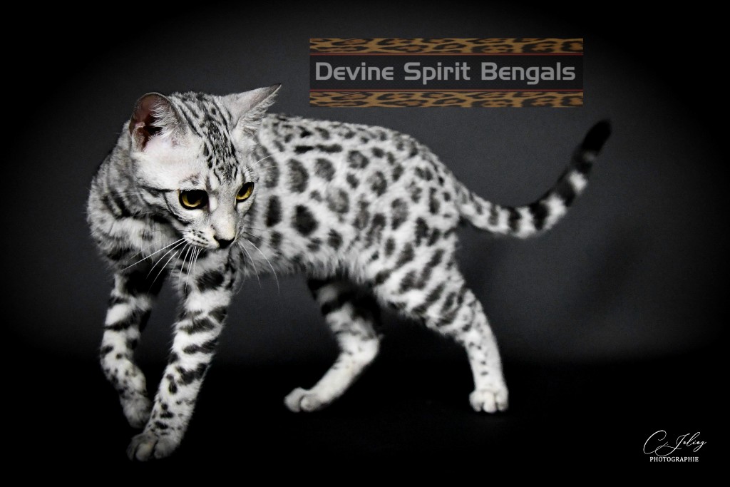 Devine Spirit Bengals