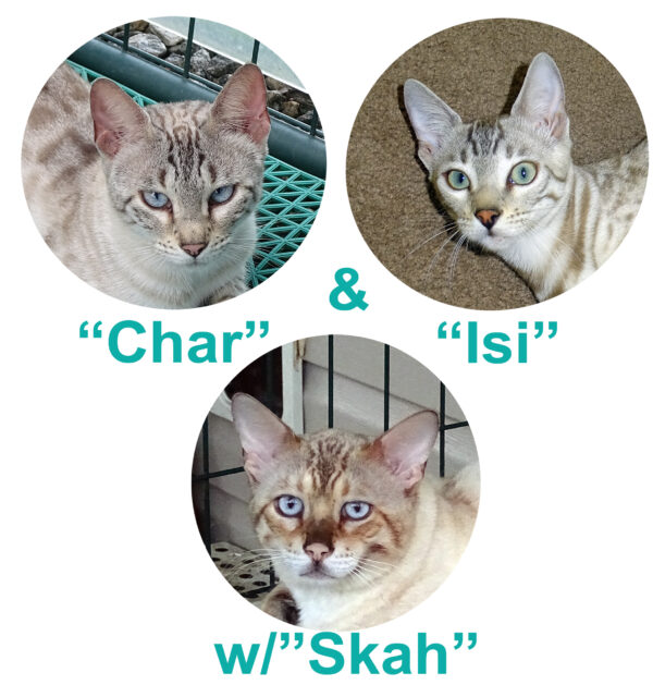 Skah has been bred to Char and Isi. These Snow Bengal kittens are sure to be exceptional!