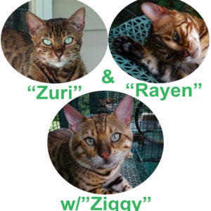 Ziggy has been bred to Zuri & Rayen. These Bengal kittens are sure to be phenomenal!