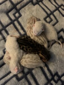 Bengal Kittens San Diego
