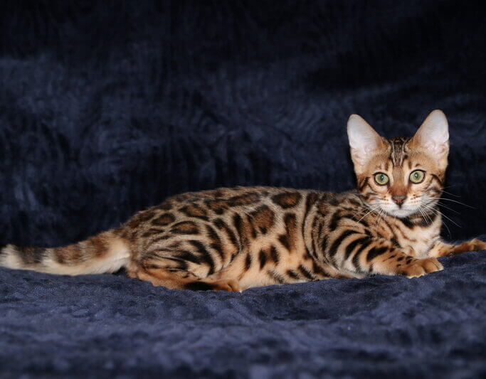 Junglebeauty kitten, female