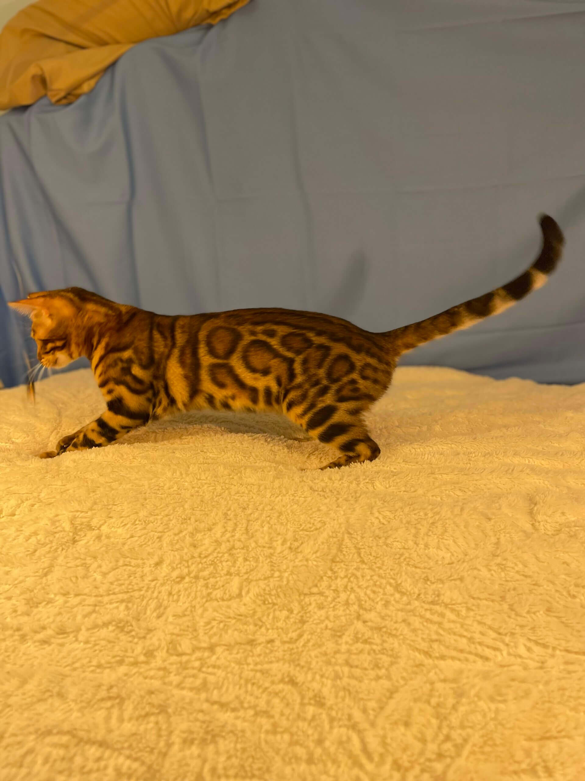 Athena, Female, Breeder