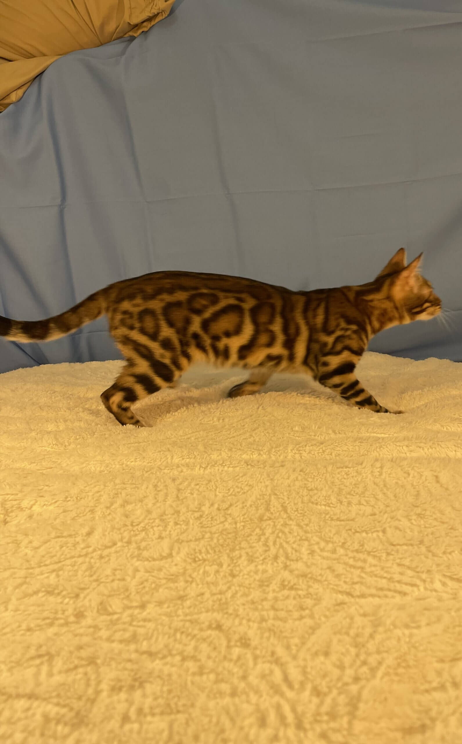 Athena, Female, Breeder - Image 2