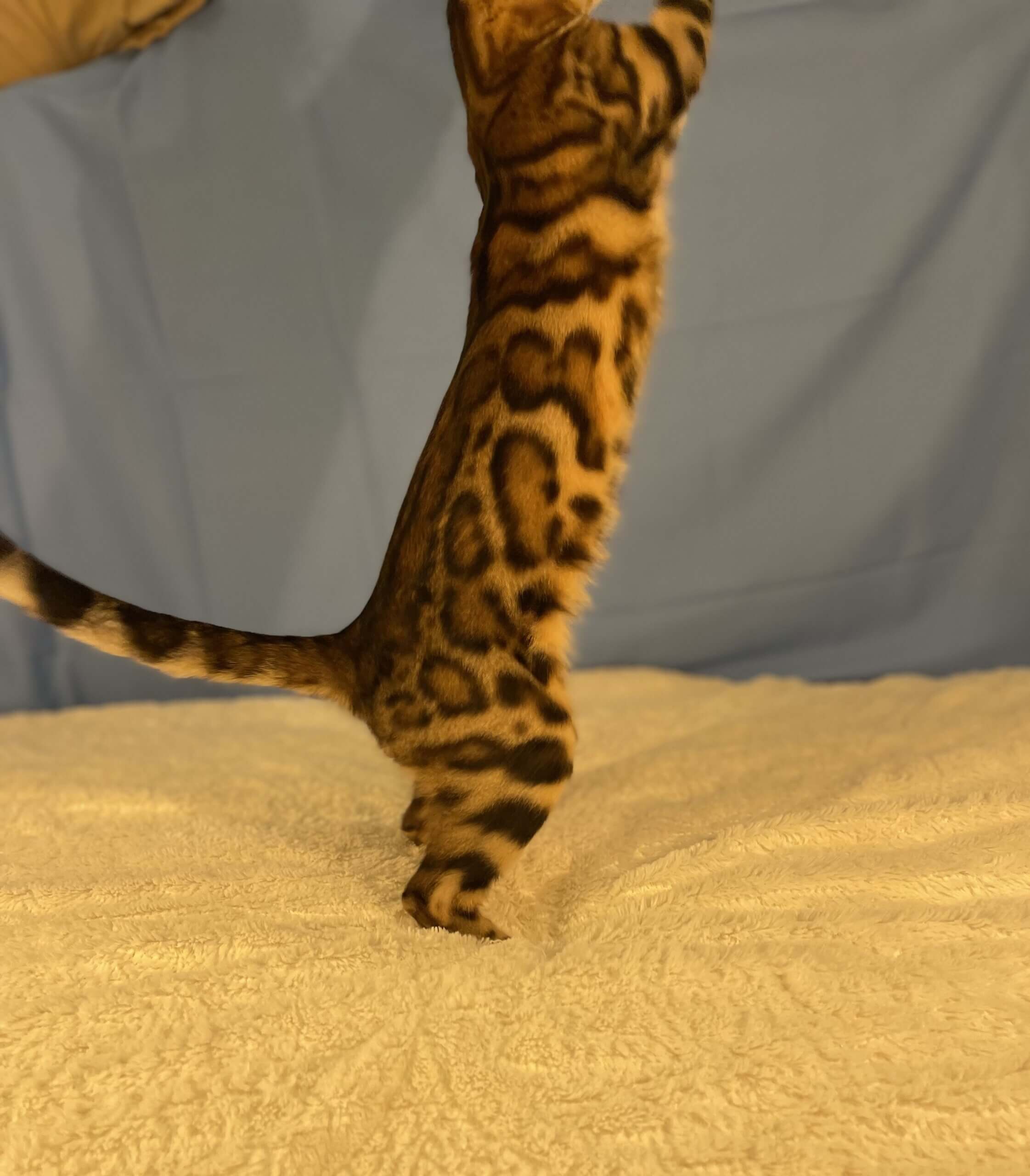 Athena, Female, Breeder - Image 4