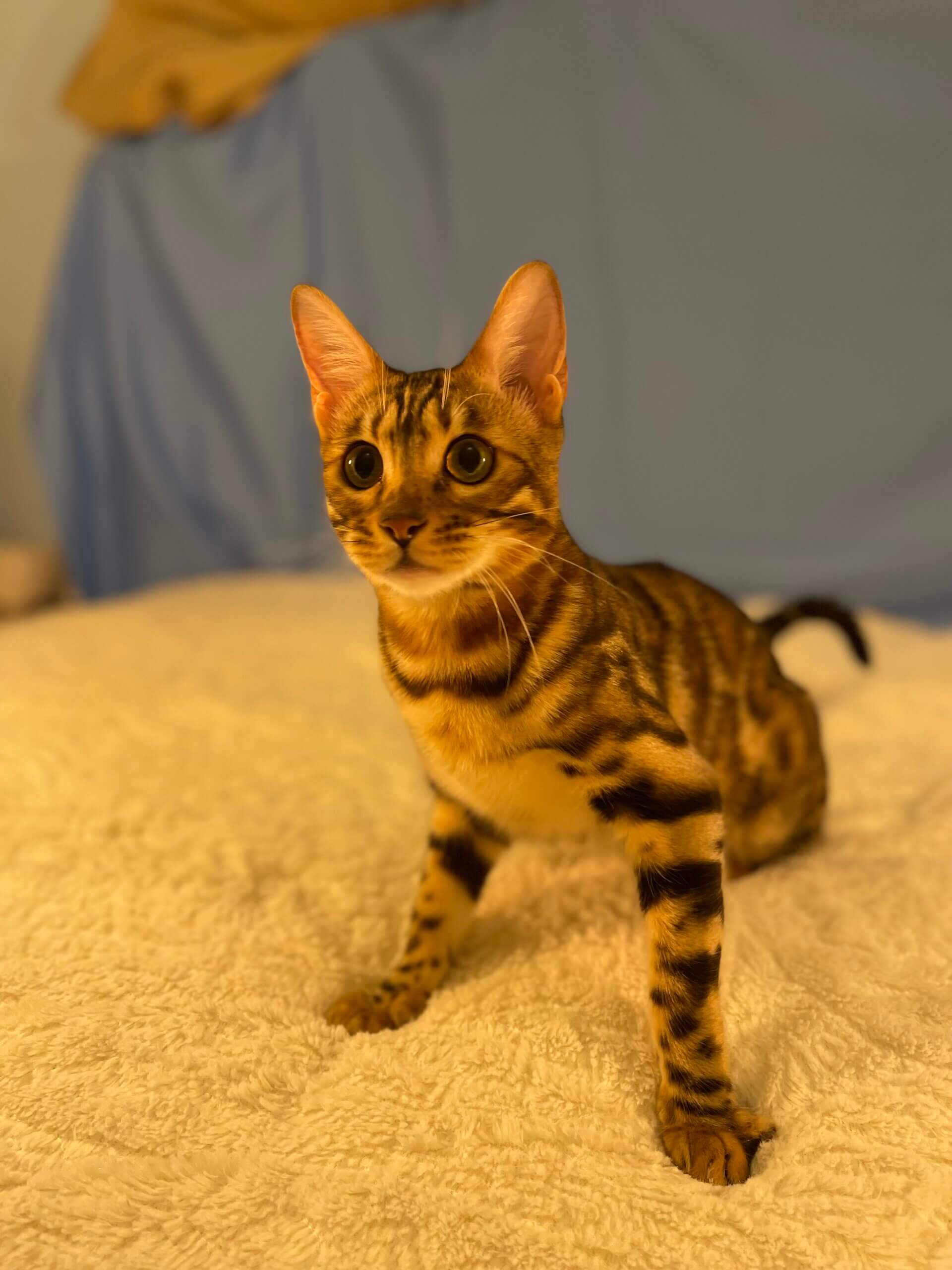 Athena, Female, Breeder - Image 5