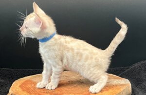 Bengals in various colors; Snow Lynx, Brown/Black Rosetted, Melanistic