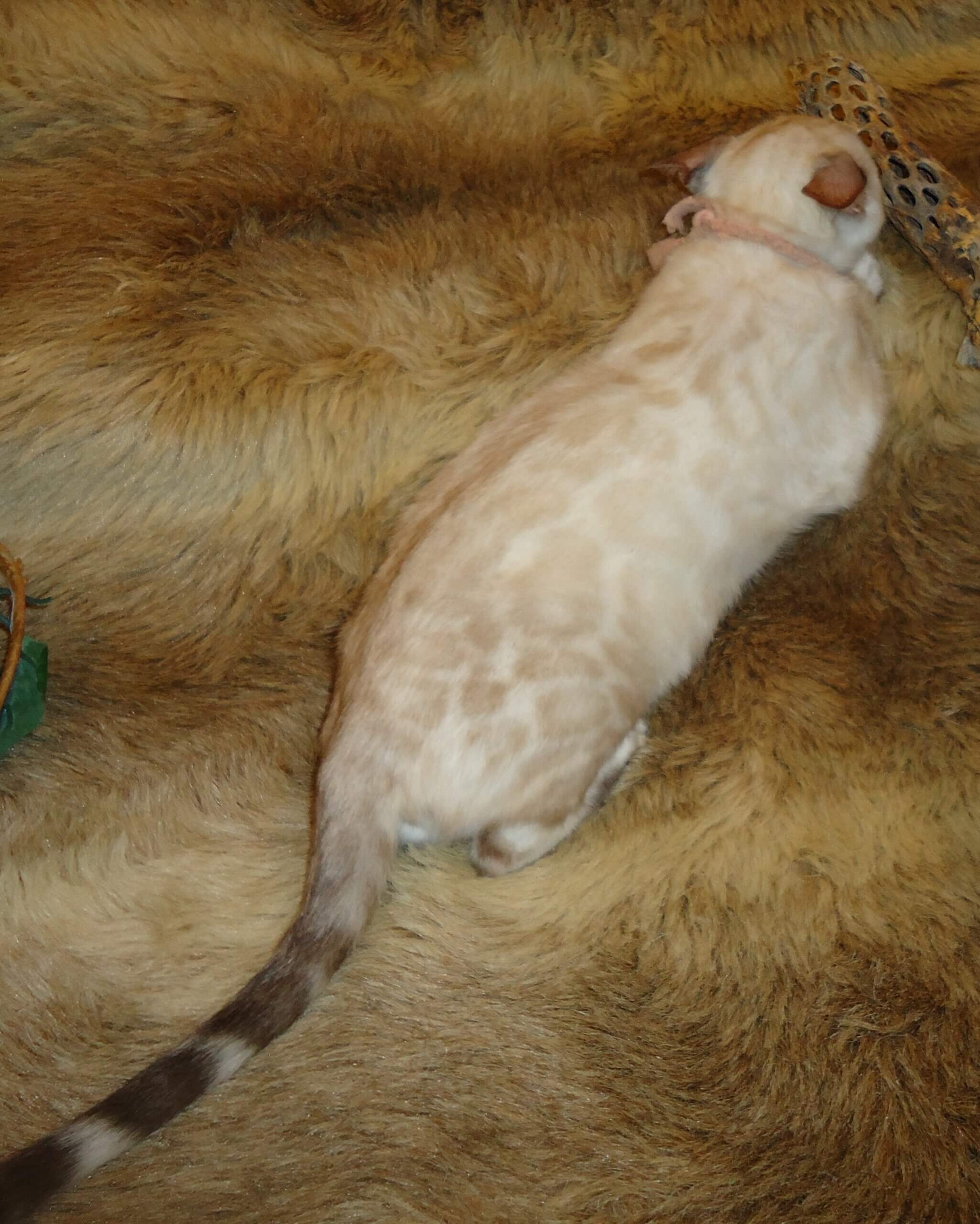 Ready- Gorgeous Females! Brown Marble, Snow & Silver Snow Rosetted Bengal Kittens - Image 6