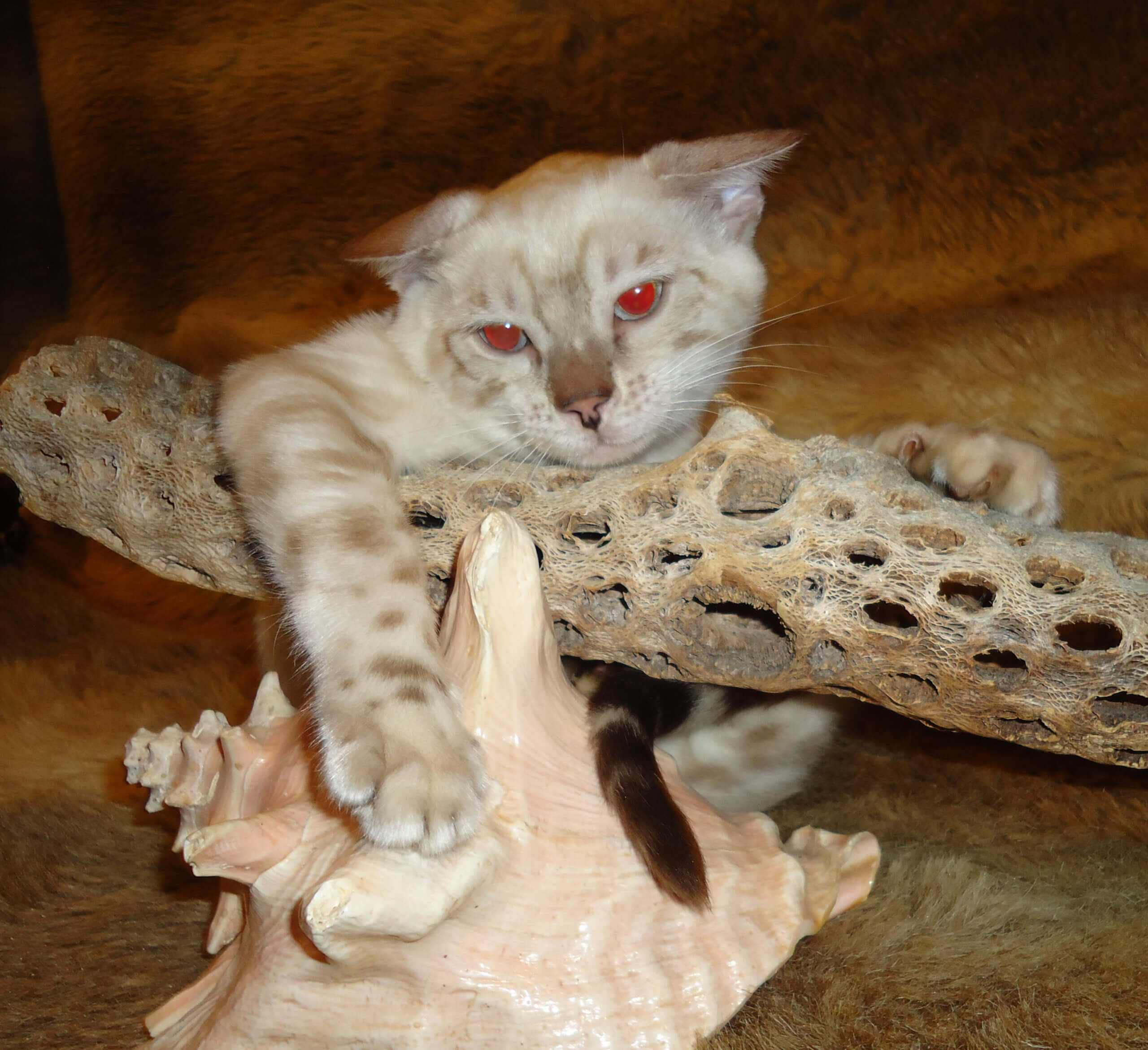 Ready- Gorgeous Females! Brown Marble, Snow & Silver Snow Rosetted Bengal Kittens - Image 5