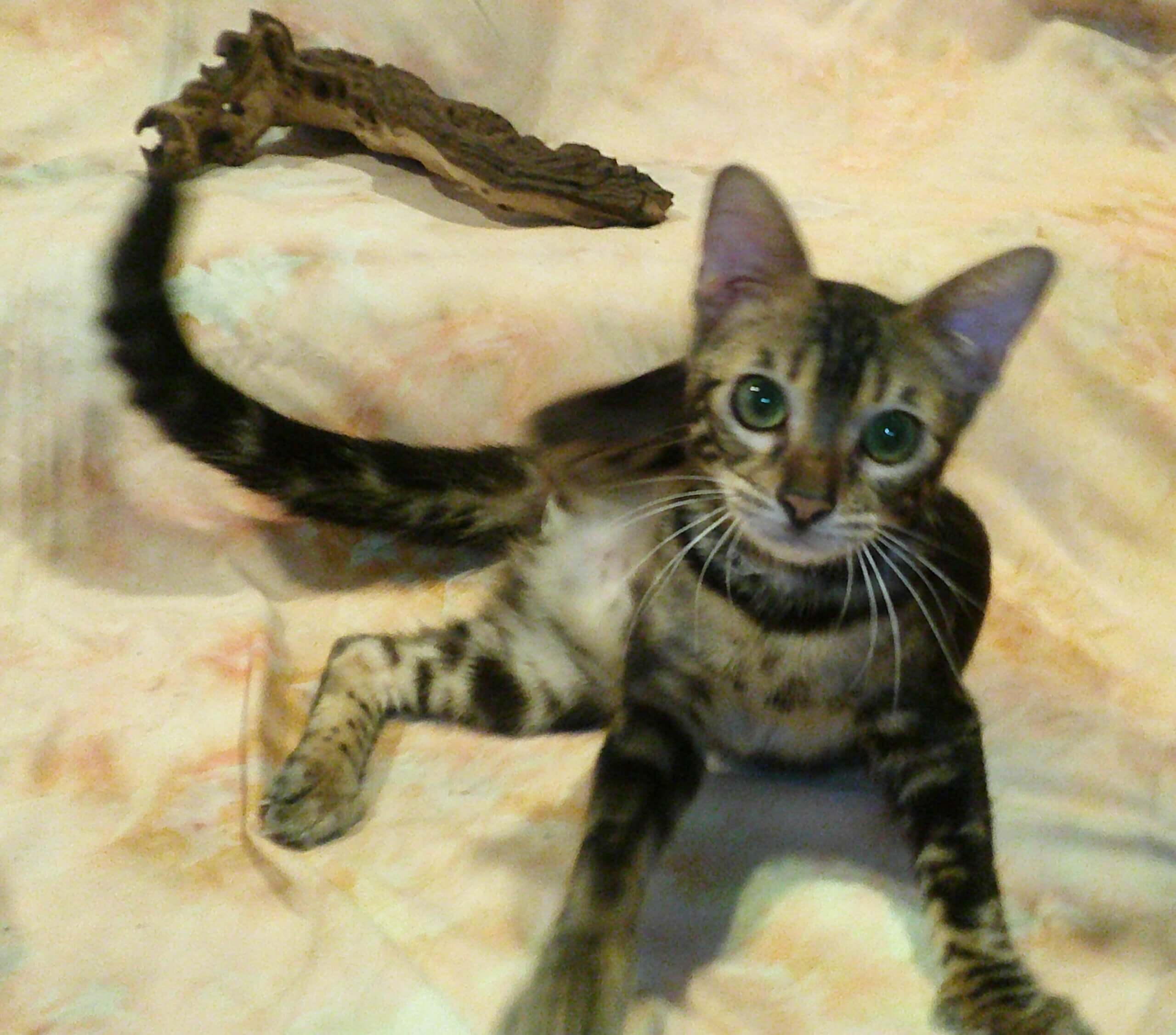 Ready- Gorgeous Females! Brown Marble, Snow & Silver Snow Rosetted Bengal Kittens - Image 3