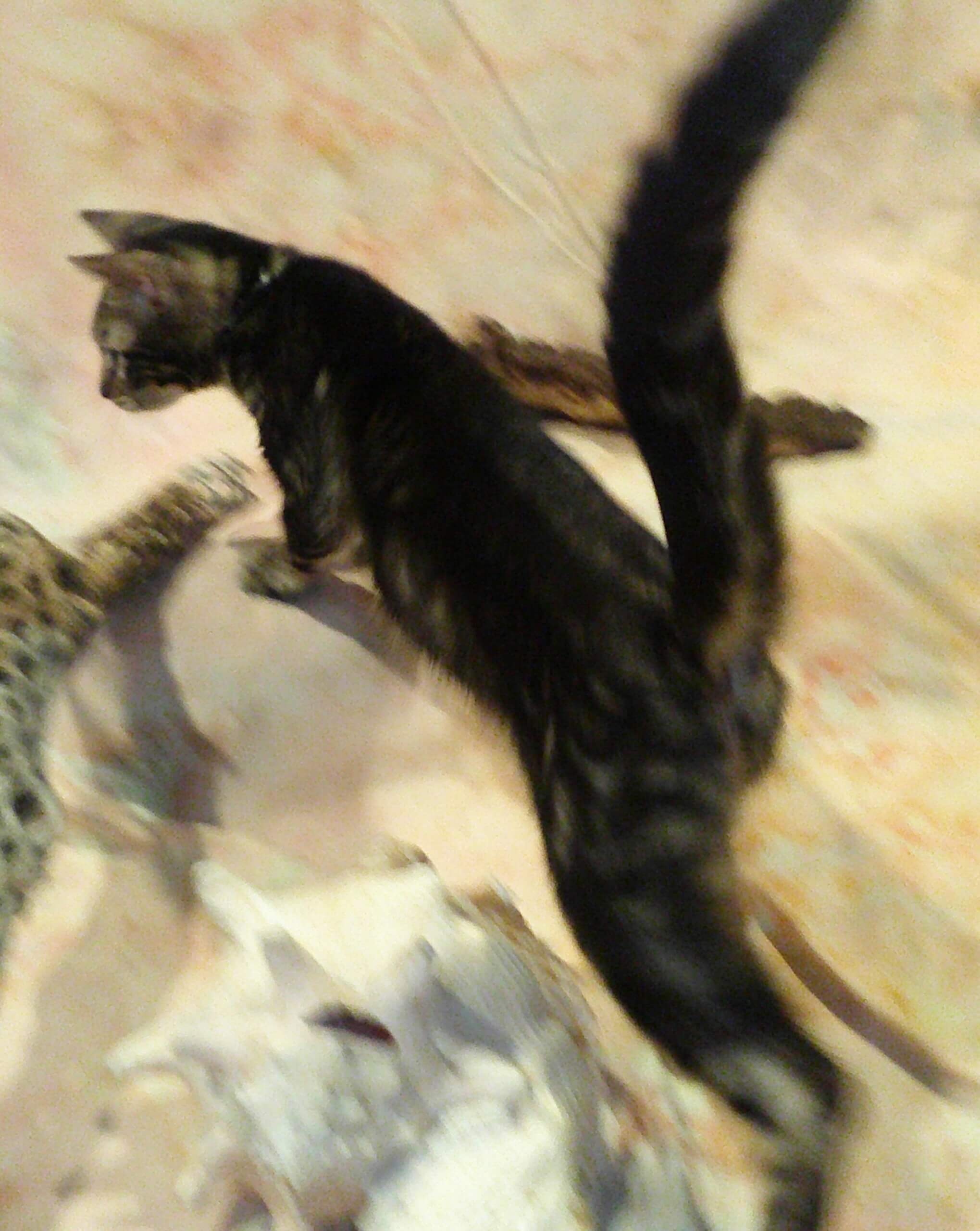 Ready- Gorgeous Females! Brown Marble, Snow & Silver Snow Rosetted Bengal Kittens - Image 4