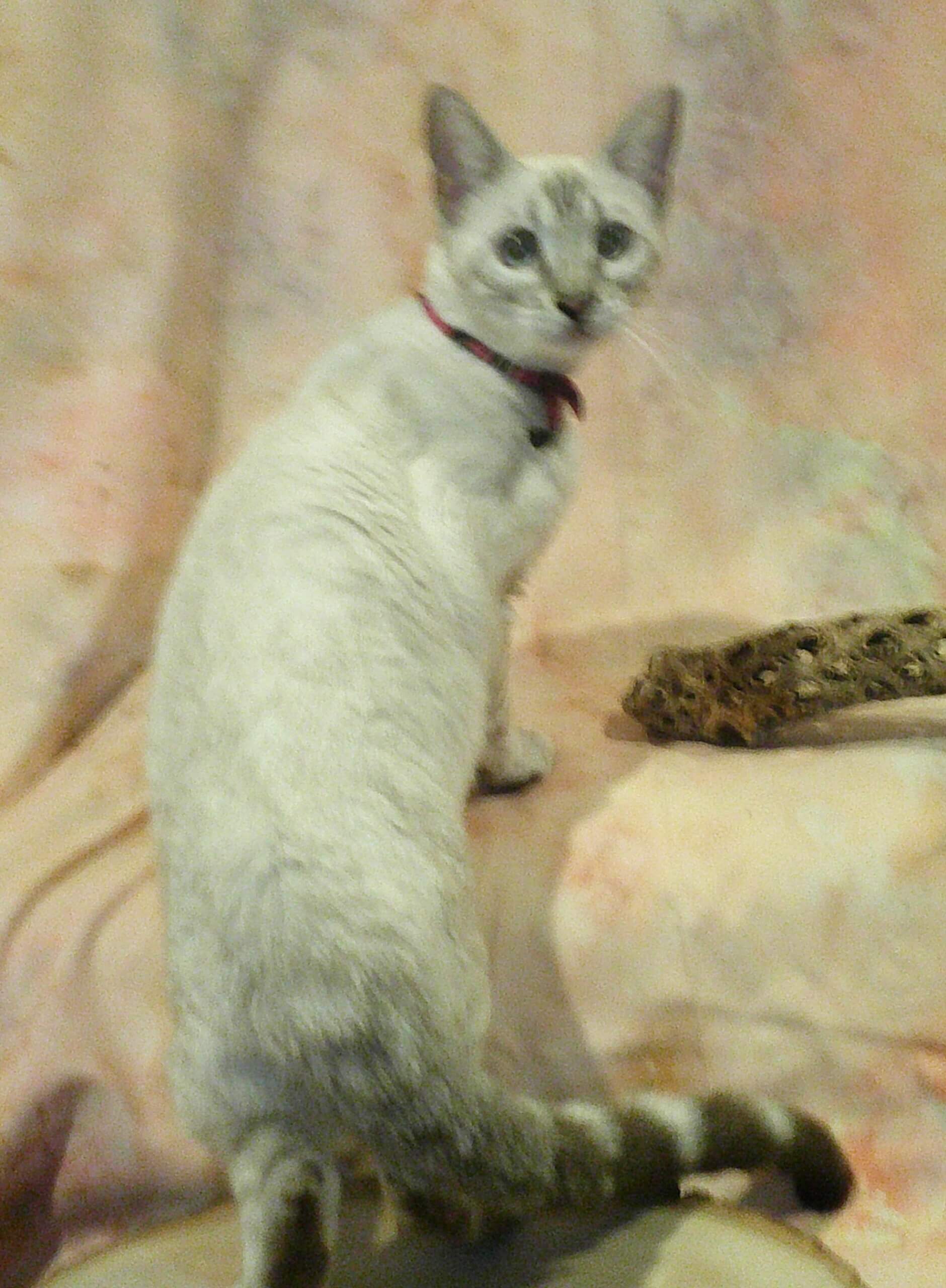 Ready- Gorgeous Females! Brown Marble, Snow & Silver Snow Rosetted Bengal Kittens