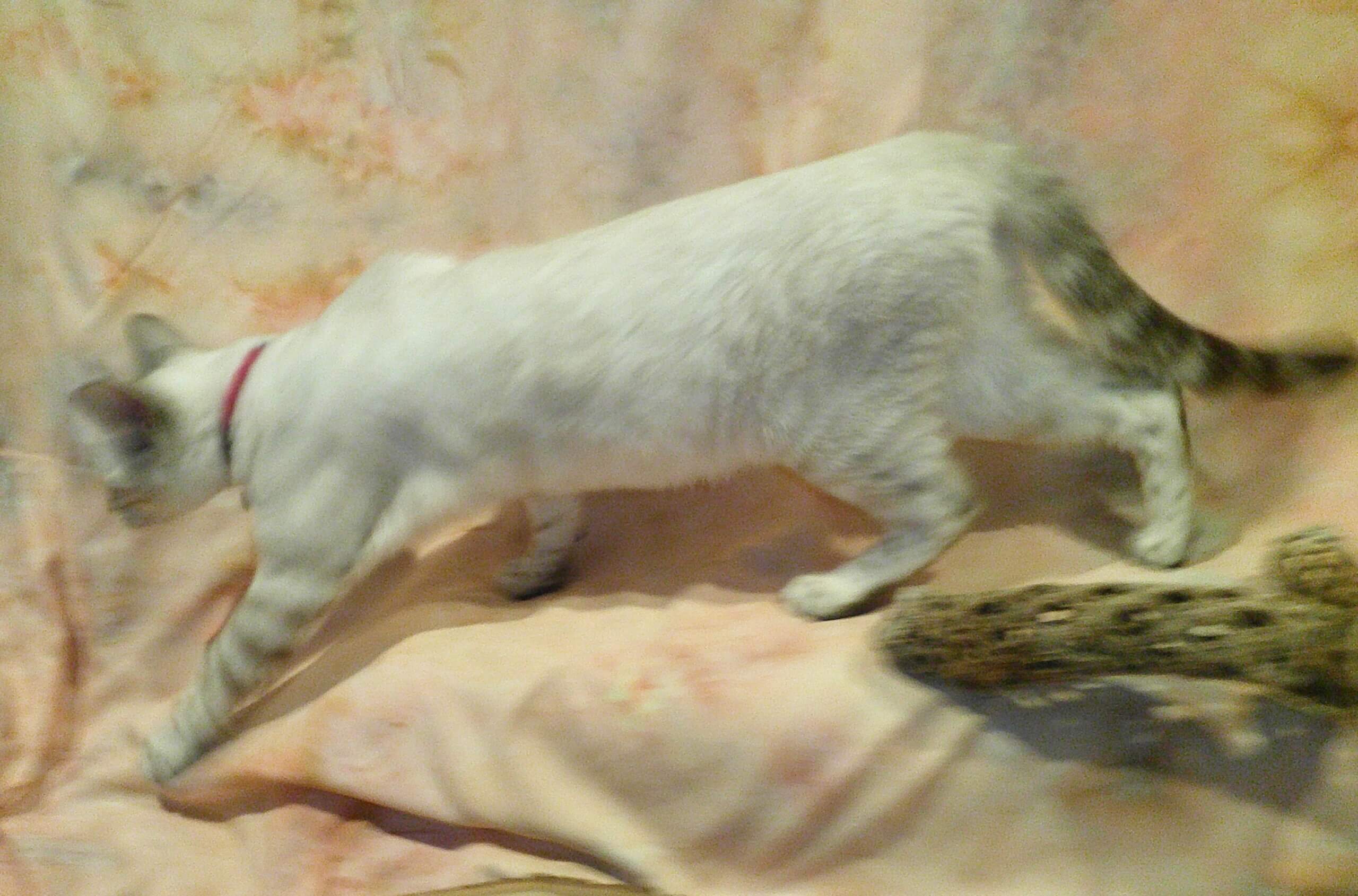 Ready- Gorgeous Females! Brown Marble, Snow & Silver Snow Rosetted Bengal Kittens - Image 2